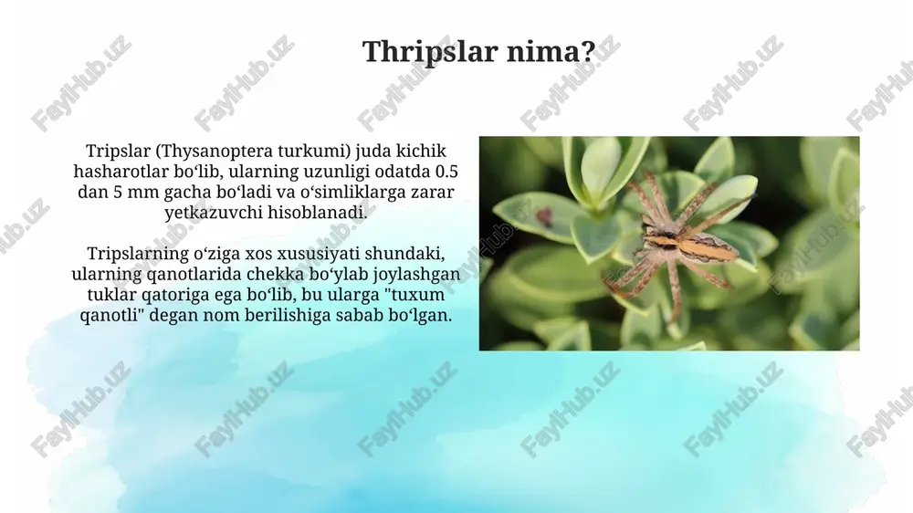 ligida zararkunandalarga qarshi kurash strategiyalarini yaxshilashga yordam beradi, chunki turli xil turlarni aniqlash ekinlarni himoya qilishning samaraliroq usullarini ishlab chiqishga imkon beradi. tripslar populyatsiyasini tushunish hosildorlikni optimallashtirishga yordam beradi, chunki tadqiqotchilar tripslar tarqalishining namunalari va ekinlar holatiga ta'sirini o'rganib, erta ogohlantirish usullarini ishlab chiqishi mumkin. xulosa xulosa, tripslar qishloq xo'jaligiga sezilarli zarar yetkazishi mumkin, ularning oziqlanishi natijasida hosildorlik 20-30 foizga kamayishi mumkin. tripslarga qarshi kurashda integral himoya usullarini qo'llash, jumladan, 2-3 xil insektitsidlar va biologik agentlar, muhim ahamiyatga ega. e'tiboringiz uchun rahmat image2.png image3.jpg image4.jpg image5.jpg image6.jpg image7.jpg image8.jpg image9.jpg image10.jpg image11.jpg image12.jpg image13.jpg image14.jpg image15.jpg image16.jpg image17.jpg image18.jpg image19.jpg image1.png