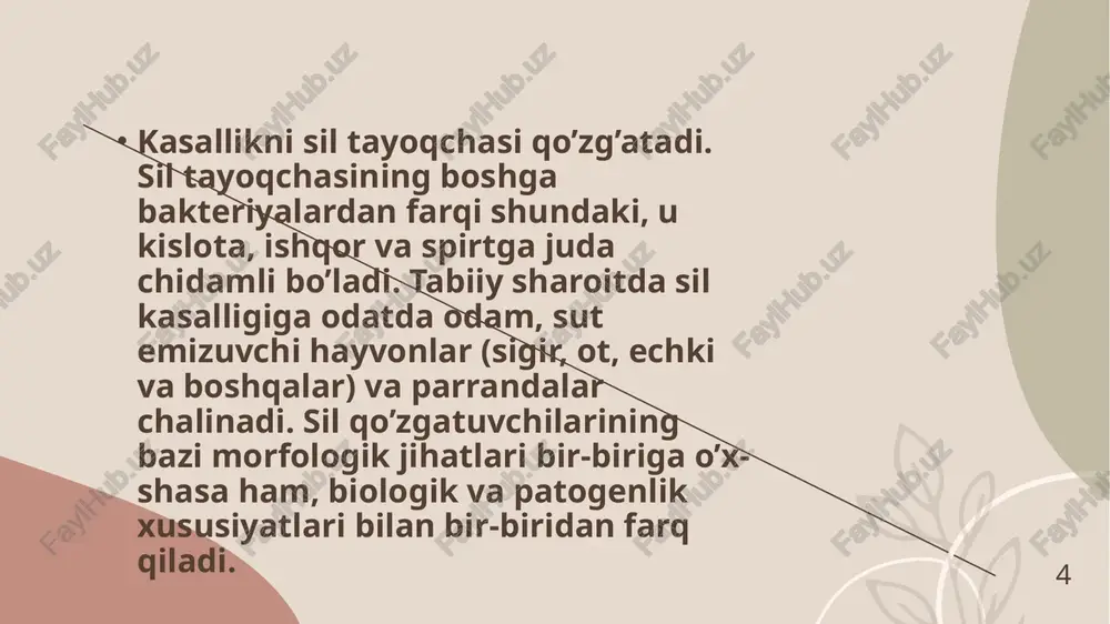 paydo bo’lmaydi. so’galsimon teri sili kopincha o’pka sili bilan birga kechishi mumkin, bunda bemorning ahvoli og’irlashadi. tuberkulin sinamasi musbat bo’ladi. 12 teri siling davosi va profilaktikasi! 13 qo’ilaniladigan davo tadbirlari avvalo etiologik va patogenetik omillarga qaratilmog’i lozim. teri sili ham silning bir ko’rinishi, shuningdek, u butun a’zo kasalligi ekanligini hisobga olib, birinchi navbatda unga umumiy davo chorasi qo’llaniladi. teri siliga chalingan bemorlarni davolashda maxsus dori-darmonlar bilan bir qatorda organizmning umumiy quvvati va immun qarshiligini oshiradigan vositalardan foydalanish zarur. silga qarshi antibiotiklardan foydalanish davolash samarasini oshirishda muhim omillardan hisoblanadi. antibiotiklarni buyurishdan avval mikobakteriyalarni ularga nisbatan bo’lgan sezuvchanligini aniqlash maqsadga muvofiq bo’ladi. tuberkulostatik preparatlarni, ta’sir etishiga qarab, quyidagi guruhlarga bo’lish tavsiya etiladi: ikkinchi guruhga o’rtacha samarali ta’sir qiladigan dorilar: 1. etambutol 2. streptomitsin 3. protionalid 4. pirazinamid 5. kanamitsin 6. florimitsin birinchi guruhga juda samarali ta`sir qiladigan preparatlar: 1. izoniozid 2. rifamipitsin uchinchi guruhga: 1. pask, 2. tibon(tioasetazon) kiradi. 16 asosiy davolash …