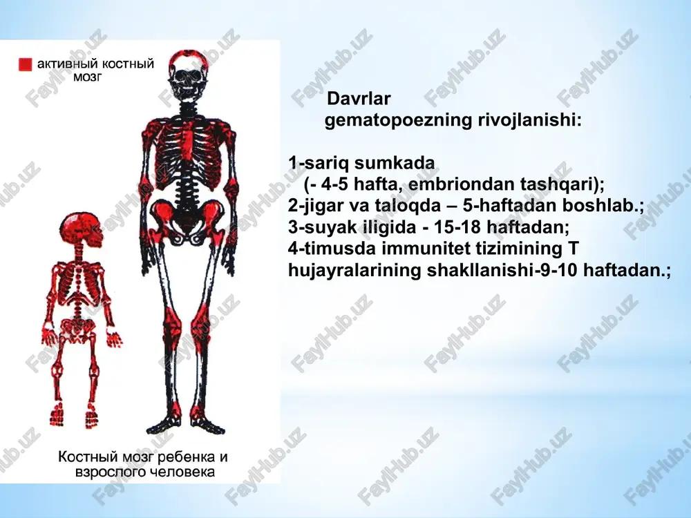 ezning rivojlanishi: 1-sariq sumkada (- 4-5 hafta, embriondan tashqari); 2-jigar va taloqda – 5-haftadan boshlab.; 3-suyak iligida - 15-18 haftadan; 4-timusda immunitet tizimining t hujayralarining shakllanishi -9-10 haftadan.; davrlar gematopoezning rivojlanishi: 1-sariq sumkada (- 4-5 hafta, embriondan tashqari); 2-jigar va taloqda – 5-haftadan boshlab.; 3-suyak iligida - 15-18 haftadan; 4-timusda immunitet tizimining t hujayralarining shakllanishi-9-10 haftadan.; voyaga etgan qon hujayralarining barcha turlari bir nechta ajoyib xususiyatlarga ega bo'lgan suyak iligidagi gematopoetik ildiz hujayralaridan hosil bo'ladi: - ota-ona hujayralariga o'xshash ikkita qiz hujayraga bo'lish orqali o'z -o'zini yangilash qobiliyati; - - ular qon hujayralarining, shuningdek boshqa to'qimalarning hujayralarining ajdodlari bo'lishi mumkin; - ularning har xil turdagi hujayralarga differensiallanish yo'nalishi mahalliy va tizimli signalizatsiya molekulalarining retseptorlariga ta'siri bilan belgilanadi voyaga etgan qon hujayralarining barcha turlari bir nechta ajoyib xususiyatlarga ega bo'lgan suyak iligidagi gematopoetik ildiz hujayralaridan hosil bo'ladi: - ota-ona hujayralariga o'xshash ikkita qiz hujayraga bo'lish orqali o'z-o'zini yangilash qobiliyati; - - …