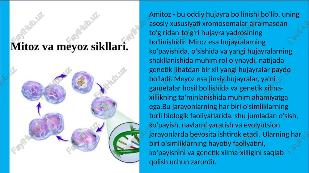 ar (gametalar)ni hosil qilish jarayonidir. meyoz jarayoni ikki bosqichda amalga oshadi va xromosoma sonini yarmiga kamaytiradi. natijada, to'rt jinsiy hujayra (gameta) hosil bo'ladi, ularning har biri genetik jihatdan bir-biridan farq qiladi. meyoz o'simliklarning jinsiy ko'payishida muhim rol o'ynaydi, chunki u yangi avlodning genetik xilma-xilligini ta'minlaydi va o'simliklarning turli turlarining shakllanishiga yordam beradi. 1. meyoz jarayonining bosqichlari meyoz ikki bosqichda amalga oshadi: meyoz i (birinci bo'linish): bu bosqichda, bir hujayra ikkiga bo'linadi, natijada ikkita yangi hujayra hosil bo'ladi. xromosomalar bir xil bo'linadi, lekin xromosoma soni yarmiga kamayadi. bu bosqichda xromosomalar ajralib, to'rt xil gametalar hosil bo'ladi. meyoz ii (ikkinchi bo'linish): ikkinchi bo'linishda hujayra yana ikkiga bo'linadi, ammo bu safar xromosomalar ajralmaydi, faqat genetik material bo'linadi. ikki bosqichning natijasida to'rt gameta hosil bo'ladi. meyozning biologik ahamiyati o'simliklarda kombinativ o'zgaruvchanlikning asosi bo'lgan meyoz gametalarning genetik xilma-xilligini ta'minlaydi. xulosa amitoz, mitoz va meyoz jarayonlari o'simliklarning hayotiy faoliyatida, o'sishida, rivojlanishida va ko'payishida muhim rol o'ynaydi. …