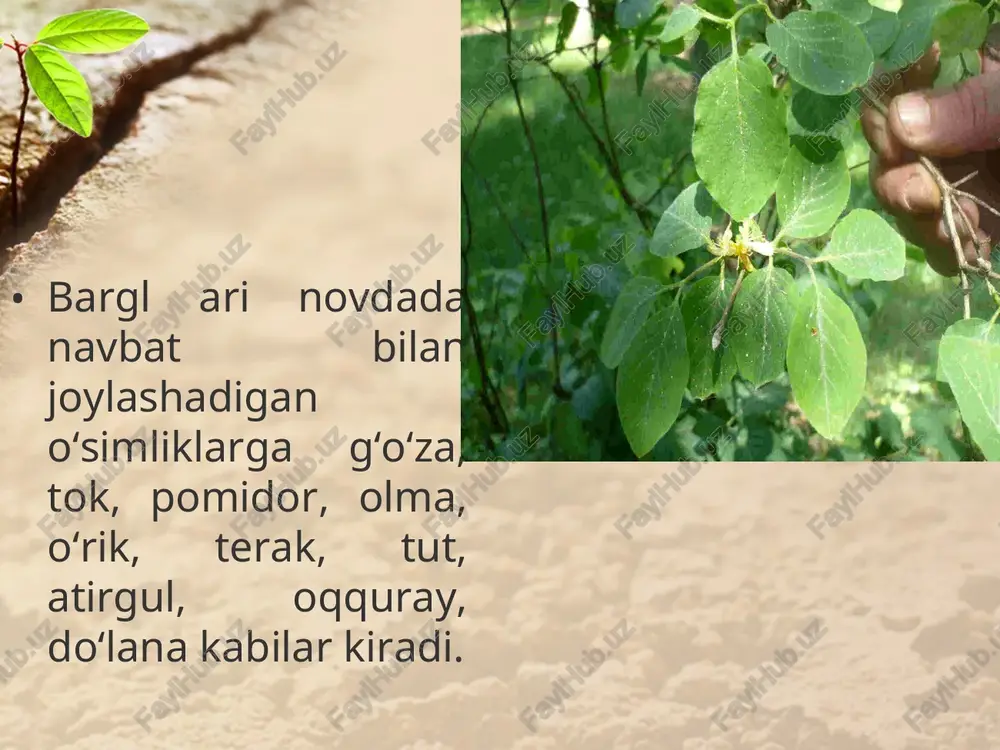 5-sinf botanika darsligi - Page 4