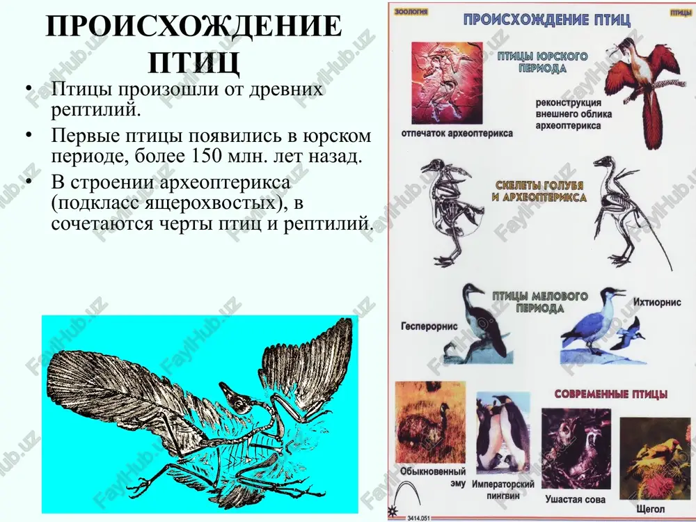 na menyaetsya v techenie goda. operenie i rogovie pokrovi ptits raz v god polnostyu ili chastichno obnovlyayutsya. tipi perev u ptits: 1 — konturnoe, rulevoe pero (pero xvosta), 2 — tipichnoe maxovoe pero, 3 — pokrovnoe pero, 4 — nitevidnoe pero, 5 — kisteobraznoe pero, 6 — puxovoe pero stroenie pera: 1 — opaxalo, 2 — sterjen, 3 — obichnaya poverxnost, 4 — puxovaya chast, 5 — ochin. 1 – pervostepennie maxovie perya 2 – vtorostepennie maxovie perya 3 – tretestepennie maxovie perya 4 -- krilishko operenie krila ptitsi stroenie pera ptitsi 1 – ochin, 2 – opaxalo, 3 – sterjen, 4 – borodki 1-go poryadka, 5 – borodki 2-go poryadka, 6 – kryuchochki obshaya xarakteristika krilya slujat i nesushimi ploskostyami, uderjivayushimi ptitsu v vozduxe, i tyagovimi ustroystvami, tolkayushimi ee vpered s dostatochnoy dlya sozdaniya pod'emnoy sili skorostyu. takoy polet osnovan na sile muskulov i trebuet maksimalnoy otdachi. zatrati energii …