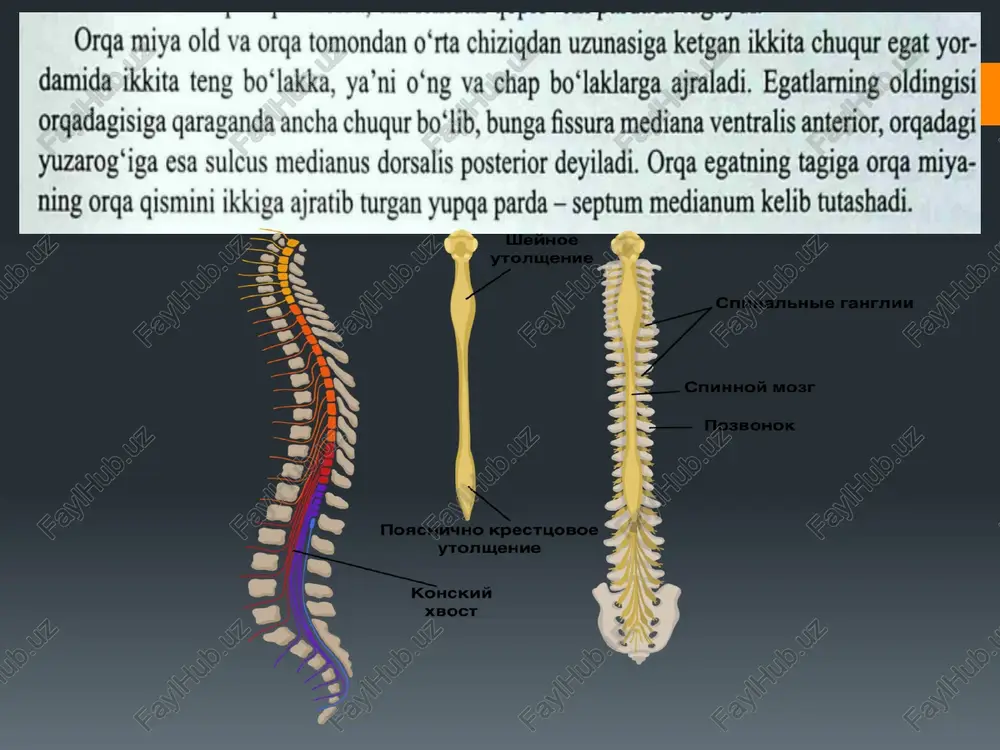 orqamiya va orqa parda - Page 4