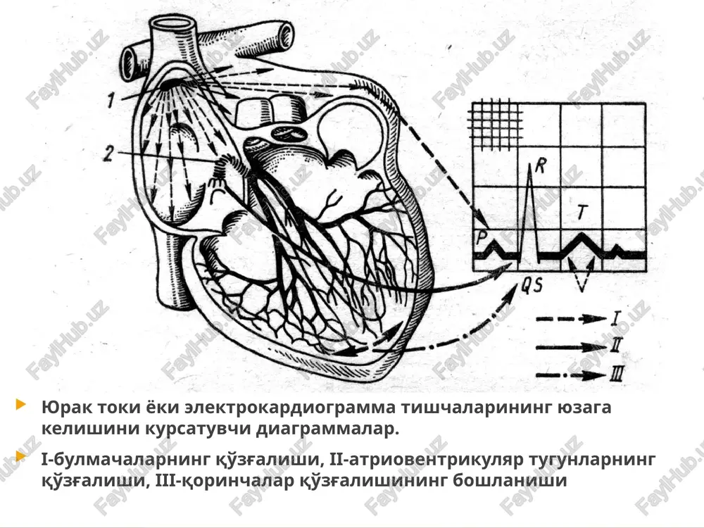 i. 2. elastik tipdagi tomirlar- katta qon aylanish doirasida aorta va yirik arteriyalar, kichik qon aylanish doirasida o'pka arteriyasi va uning tarmoqlari kiradi. kompressor kamera ham deb ataladi. bu tomirlar elastik tolalardan tashkil topgan bo'lib, qon tomirlarda qonning uzluksiz harakatini, hamda diastola vaqtida bosimni pasayib ketmasligini ta'minlaydi. bu qismlarda bosim 120/80 ga teng. 3. yuqori qarshilikka ega tomirlar (rezistiv tomirlar) prekapillar va postkapillar tomirlar kiradi (arteriola va venulalar). bu tomirlarda muskul qavati yaxshi rivojlangan. bosim 30-60 mm sm ust teng. qon-tomirdagi bosimning sistolik va diastolik to'lqini yo'qoladi 4. prekapiyaar-jo'mrak tipidagi tomirlar (sfinkterli tomirlar) - mayda arteriolalar kirib, umumiy qon aylanishiga qarshilik ko'rsatadi. silliq muskui tolalarining qisqarishi tomirlar teshigini to'sib, bo'shashganda esa ochib qo'yib, kapillarlarda qon oqishini va moddalar almashinuvini boshqaradi. 5. almashinuv tomirlar - haqiqiy kapillarlar. bu erda qon to'qimalar hilan yaqinlashadi. shu erda yurak qon-tomir sistemasi o'zining vazifasini bajaradi. yani to'qima va qon orasida gazlar va moddalar almashinuvi sodir …