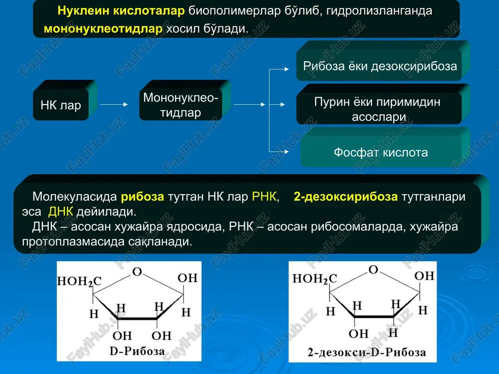 olish dnk va rnk lar biosintezida sodir bo'ladi. adenin bilan timin orasida ikkita vodorod bog'lanish, guanin bilantsitozin orasida uchta vodorod bog'lanish bor. shuning uchun guanin – tsitozin jufti birmuncha mustahkamroq va ixchamroq: uning geometrik ulchami 1,08 nm, adenin – timin juftining ulchami 11,1 nm ga teng. dnk tarkibidagi nukleotidlarning o'zaro munosabati chargaff qoidalariga bo'ysunadi. bu qoidaga muvofik: - purinli asoslarning soni pirimidinli asoslarning soniga teng, ya'ni (a+g) = (ts+t). - adenin mikdori timin mikdoriga va guanin mikdori tsitozin mikdoriga teng, ya'ni a/t = g/s = 1 - pirimidin xalqasining 4-xolatida va purin xalqasining 6 xolatida aminogurux saklagan asoslarning soni xuddi shu xolatlarda oksogurux saklagan asoslarning soniga teng. bu a+ts = g+t ekanligini bildiradi. zanjirlarning komplementarligi dnk muxim funktsiyalari – irsiy belgilarni saqlash va nasldan-naslga o'tkazishning kimyoviy asosini tashkil etadi. xujayra bo'linganda dnkning qo'sh spirali yozilib ikkita zanjirga bo'linadi. yangidan xosil bo'lgan zanjir dastlabki matritsaga aynan o'xshash emas, balki unga komplementardir. …