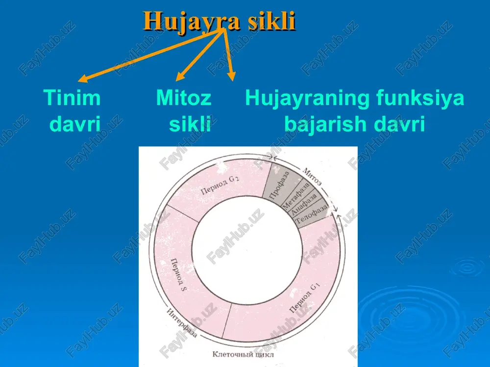 xromosoma. hujayraning hayot sikli. mitoz. meyoz - Page 4
