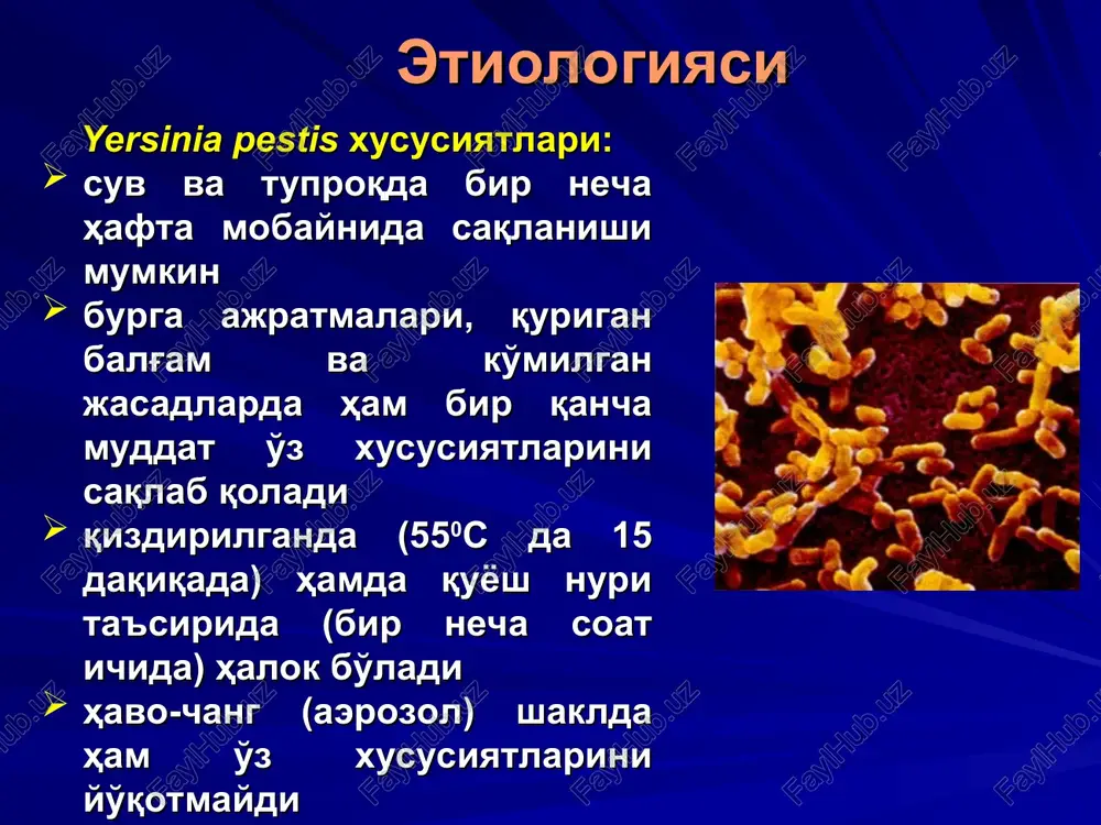 t vositasida paydo bo'lish mumkin. yara bilan bir vaqtning o'zida tegishli sohada (bo'yin, qo'ltiq osti yoki chov) bubon ham paydo bo'ladi. yarali shakli * primeri vskrivshixsya bubonov. o'latning klinik manzarasi anginoz shakli bunda ko'pincha bir taraflama og'ir yiringli nekrotik angina (bodomcha bezining o'tkir yallig'lanishi) rivojlanadi. angina bilan bir vaqtning o'zida bo'yinda bubon ham paydo bo'ladi. o'latning birlamchi septik shakli infectious diseases society of america, 2005 * septitsemicheskaya chuma opredelyaetsya kak generalizovannoe zabolevanie soprovojdayusheesya virajennoy intoksikatsiey, vizvannoe y. pestis bez nalichiya predidushix pervichno-ochagovix porajeniy ( v chastnosti - limfaticheskix uzlov), a takje po krayney mere nekotoroe vremya i bez vtorichno-ochagovix proyavleniy. v soedinennix shtatax pervichnaya generalizovannaya (septitsemicheskaya) forma chumi obichno assotsiiruetsya s oxotoy i razdelkoy (snyatiem shkur) jivotnix . ma takje rassmotrim i vtorichno-generalizovannuyu (septitsemicheskuyu) formu chumi, kotoraya mojet razvitsya posle pervichnix form (bubonnoy ili pnevmonicheskoy). v soedinennix shtatax, 10-25% vsex sluchaev chumi yavlyayutsya pervichnoy septitsemicheskoy (generalizovannoy) formoy. na etoy kartinke …