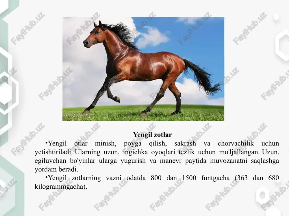 kragi katta va chuqur, odimlab yuradigan otlarda esa keng bo‘ladi. tor, qisqa, yassi, sayoz ko‘krak jiddiy kamchilik hisoblanadi. oldingi oyoqlarning asosini ko‘krak, yelka, tirsak, bilak, bilakuzuk bo‘g‘imi, kaft (pocha), baqay, chocha, tuyoq va ularni biriktirib turgan pay va muskullar tashkil qiladi. kurak. 1-6 qovurg‘alar ustida gorizontga nisbatan 54-60o qiya joylashgan. kurak qancha uzun va qiya joylashsa, qadam shuncha keng bo‘ladi (yengil yuguruvchi va yo‘rtoqi otlar). qisqa va tik kurakli otlarning harakati sust bo‘ladi. yelka – kurak bo‘g‘iminig burchagi odimlab yuradigan otlarda 98o, chopqir otlarda 95o va yo‘rtoqi otlarda 105o ni tashkil qilishi kerak. yelka. chopqir otlarning yelka suyagi uzun, bilak va kaft suyaklari nisbatan kalta; yo‘rtoqi otlarning yelka suyagi qisqa, bilak va kaft suyaklari nisbatan uzun bo‘ladi. tirsak. normal tirsak uzun bo‘lib kurakka tegmasdan orqaga chiqib turadi. bilaknig uzun, sermuskul va vertikal joylashgan bo‘lishi maqsadga muvofiq. bilak bo‘g‘imi murakkab tuzilgan. u chayir, keng, uzun bo‘lib, tik joylashishi kerak. kaft bilakuzuk …