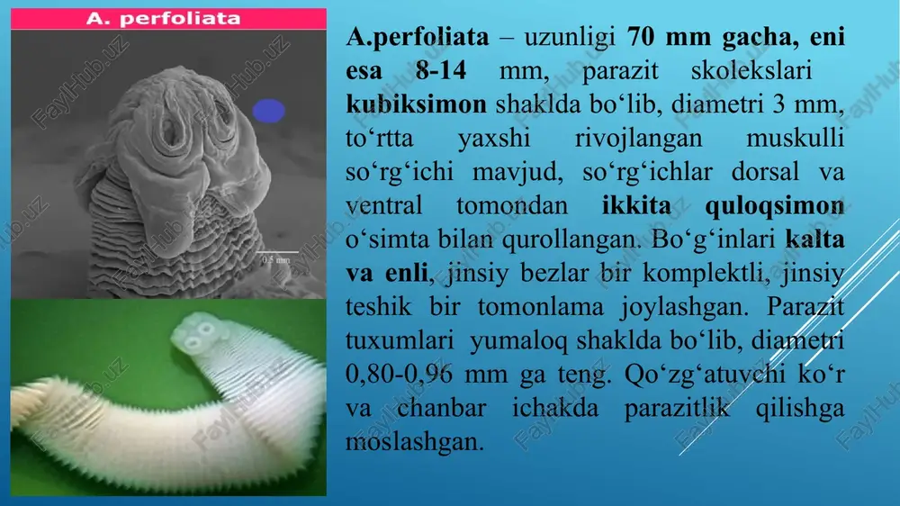 da bo‘lib, diametri 0,064-0,096 mm keladi. tuxumining ichida oltita embrional ilmoqlari va har xil uzunlikda noksimon a’zolari bor. tuxum radiusiga teng bo‘lsa - a.perfolliata, noksimon apparat parazit tuxumining radiusidan kichik bo‘lsa -a.magna, tuxum radiusidan katta bo‘lsa p.mamillana davolash, oldini olish va qarshi kurashish tadbirlari. kasallikni davolashda quyidagi preparatlar qo‘llaniladi: fenasal 0,2-0,5 g/kg miqdorda 300-500 g omuxta emga aralashtirilib beriladi. panakur (fenbendazol) 0,1 g/kg dozada, albendaazol gurhxiga mansub preparatlar – 12-15 mg/kg, erkak paportnik ekstraktini 5-6 oylik qulunlarga 5-7 ml; 8-12 oylik qulunlarga 8-10 ml; 1-2 yoshdagi toylarga 10-12 ml; undan katta yoshdagi otlarga 11-20 ml miqdorida og'iz orqali berish tavsiya etiladi. preparat jelatindan qilingan kapsulalarda yoki bolyus holida til tagiga qo'yiladi. preparatni berishdan oldin hayvon 15-18 soat och qoldiriladi. ekstrakt berilgach, 2 soatdan keyin tuz surgisi berilib, oradan 1-2 soat vaqt o'tgach; odatdagi rasion bilan oziqlanadi. miqdorda va boshqalar. kasallikni oldini olish maqsadida hayvonlarni reja asosida muntazam ravishda gelmintsizlantirib borish …