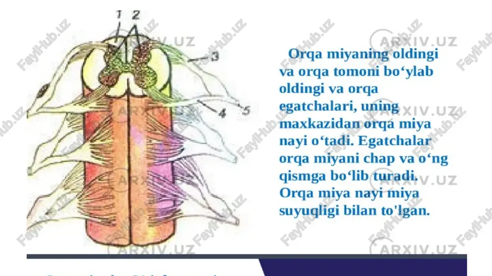 an rudimentlarni ko‘rish mumkin. dumg‘aza umurtqalari 5 ta bo‘lib, katta odamlarda ular qo‘shilib, bitta yagona dumg‘aza suyagini tashkil etadi. dumg‘azaning chanoqqa qaragan botiq yuzasida 4 ta ko‘ndalang chiziq bor. bu chiziqlar qo‘shilib ketgan umurtqa tanalarining chegaralaridir. dumg‘azaning dorzal yuzasida tikka yo‘nalgan o‘tkir bel qirrali o‘siqlar ko‘rinadi. dumg‘azaning o‘rta va yon qirralari bo‘lib, uning dumg‘aza kanali va dumg‘aza teshigi mavjud. dumg‘azaning asosida 2 ta yuqori bo‘g‘im o‘sig‘i bo‘lib, u bel umurtqasining o‘siqlari bilan birlashadi. dumg‘aza suyagi ayollarda keng va kalta hamda sal bukilganligi bilan ajralib turadi. dumg‘aza suyagining shoxlari 2 ta, u dum suyagi bilan birlashadi. dum suyagi 4-5 ta umurtqadan iborat bo‘lib, voyaga yetgan odamda qo‘shilgan bitta suyakdir. dum suyagining asosi va pastga qaragan uchi bor. birinchi dum umurtqasining ko‘ndalang va yuqori o‘siqlari mavjud. ular o‘zgarib shoxlarga aylangan, ya‘ni dum suyagining muguzsimon tuzilmalaridir. umurtqa bukilmalarining qavariq tomoni bukilmasi lordoz, qavariq bukilmasi esa kifoz deyiladi. odamda 2 ta lordoz (bo‘yin va …