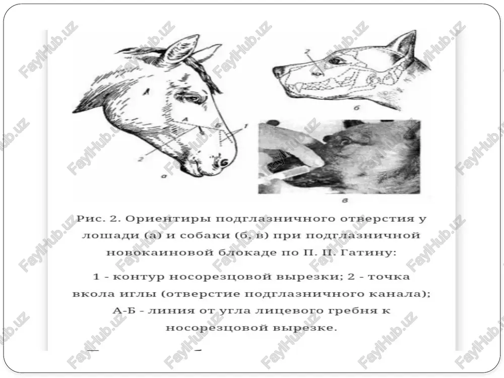 veterinariya kitoblari - Page 4