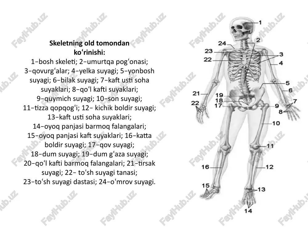 da organik va onarganik moddalardan tashqari a, d va c vitaminlarixam bo`ladi. yosh bolalar suyaklar tarkibida kalsiy tuzlari va d vitamini etishmasligi raxit kasalligini vujudga keltiradi, suyaklar mustaxkamligi kamayadi va xar tamonlama qiyshayadi. agar suyaklarda a vitamin etishmasa, suyaklar xaddan tashqarin yo`g`onlashib, ichidagi bo`shliqlari va kanalchalari kattalshib qoladi. . naysimon suyaklarning o‘rta qismi – tanasi yoki diafizi silindr yoki uchburchak shaklida. naysimon suyaklarning tanasida suyak iligi bo‘shlig‘i bo‘lib, ichida sariq ilik bo‘ladi. ularning kengaygan uchi – epifiz deb ataladi. unda qo‘shni suyak bilan birla shuvchi bo‘g‘im yuzasi bor bo‘lib, tashqi tomondan bo‘g‘im tog‘ayi bilan qoplangan. epifiz asosan g‘ovak moddadan tuzilgan, ustidan yupqa zich modda qoplab turadi. suyakni g‘ovak moddasi sohasida uni hosil qiluvchi suyak to‘sinlari orasida bolalarda va kattalarda qizil ili k joylashgan bo‘lib, qon ishlab chiqarish va himoya vazifasini bajaradi. qizil ilik tarkibi retikula to‘qima va gemopoez elimentlari bo‘lgan miyeloid to‘qimadan iborat. retikula to‘qimasi retikula hujayralari va tolalaridan iborat …