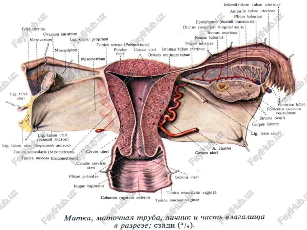 sootvetstvuet slaboy displazii mnogosloynogo ploskogo epiteliya, cin ii - umerennoy displazii i cin iii - virajennoy displazii i kartsinome in situ. sredniy vozrast bolnix cin na 10-15 let menshe, chem pri invazivnom rake sheyki matki, t.e. 30-35 let. cin i i ii mogut samoproizvolno regressirovat v 60 % sluchaev, no v 30 % otmechaetsya progressiya do cin iii v srednem v techenie 3-5 let. cin iii v redkix sluchayax takje mojet regressirovat, no bolee chem v 60-70 % progressiruet v invazivniy rak v techenie 3 let. po morfologicheskomu stroeniyu ploskokletochnie formi raka sheyki matki sostavlyayut 80-90 % sluchaev, jelezistie - 20-10 %. fonovie i predrakovie zabolevaniya sheyki matki. k fonovim zabolevaniyam otnosyatsya psevdoerozii, polipi, leykoplakii, ostrokonechnie i ploskie kondilomi. psevdoeroziya (ektopiya tsilindricheskogo epiteliya) predstavlyaet soboy uchastok sheyki matki vokrug narujnogo zeva, pokritiy tsilindricheskim epiteliem u molodix nerojavshix jenshin. psevdoerozii prinyato delit na jelezistie, papil­ lyarnie i epidermiziruyushiesya. dlya jelezistoy psevdoerozii …