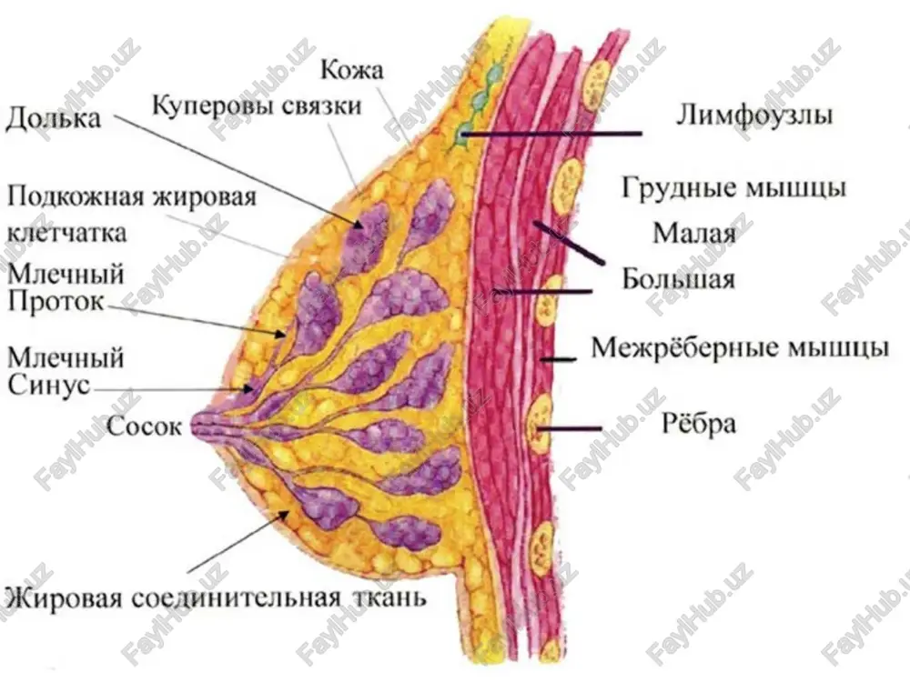 not good. chemotherapy is usually used for treatment. rmj cancer: stadiya iiib lyubaya t n3 m0 n3 = metastazi v ipsilateralnie vnutrennie mammarnie limfouzli m0 = net otdalennix metastaz opuxol lyubogo razmera s neposredstvennim rasprostraneniem na grudnuyu kletku ili koju t4d = vospalitelnaya kartsinoma t4 lyuboy n m0 t4 30 39. rmj cancer: stadiya iiib stadiya iiib disease is either t4 any n m0 or any t n3 m0. t4 lesions are tumors of any size with extension to chest wall or skin. t4a involves only extension to the chest wall, while t4b presents as edema, skin ulceration on the rmj, or satellite skin nodules to the same rmj. t4c involves both t4a and t4b. rmj: stadiya iv m1 = otdalennie metastazi (vklyuchaya metastazi v sheechnie ili kontralateralnie vnutrennie mammarnie limfouzli) lyubaya t lyubaya n m1 31 40. rmj cancer: stadiya iv stadiya iv, or metastatic, rmj cancer is a …