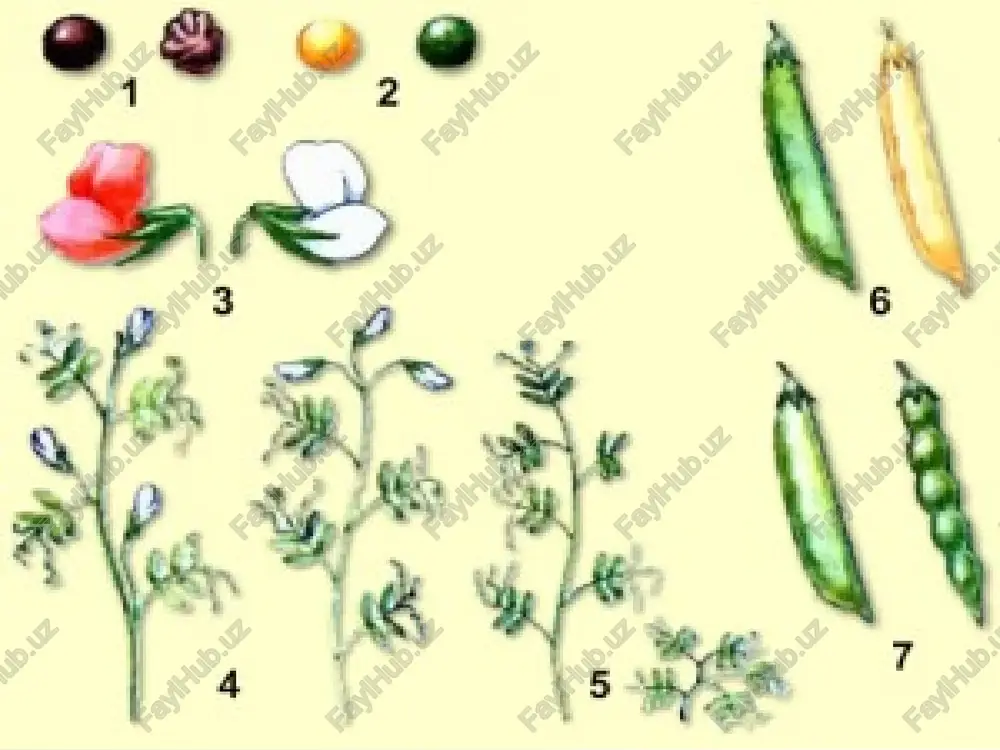 g.mendelqonunlari dars ishlanmasi - Page 4