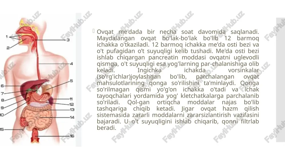 lanadi. hazm qilish a'zolari kasalliklarini tekshirish usullari so'rab-surishtirish. hazm a'zolari kasalliklarini aniqlashdabemorning shikoyatlari so'raladi. bemorlar ko'pincha og'riq, ishtahayo'qligi, ko'ngil aynishi, jig'ildon qaynashi (zarda bo'lish) va keki-rishdan shikoyat qiladilar. kasallik tarixini aniqlashda bemordanqachondan beri kasallik belgilari boshlanganligi, qanday dori-dar-monlarni iste'mol qilganligi so'rab surishtiriladi. kasallikning hayotanamnezini aniqlashda bemorning oilaviy sharoiti, ovqatlanish rejimiva uning tarkibi, kasb-kori, oilasida, yaqin qarindosh urug'laridashunday belgilar mavjudligi, zararli odatlari (chekish va spirtliichimliklar ichish kabilar) so'raladi. so'rab-surishtirish vaqtidabemorlarning qaysi dori vositalariga o'ta sezuvchanligini so'rab bilishallergik holatlarning oldini olishda katta ahamiyatga ega.bemorlardagi klinik belgilarni o'rganish kasallikni to'liq aniqlashdamuhim o'rinni egallaydi. og'riq - hazm a'zolari kasalliklarida asosiy belgilardan biridir, uning jadalligi (intensivligi), joylashgan o'rni, ovqat qabul qilishga bog'liqligi yoki bog'liq emasligini bilish kerak.jadal bo'lmagan, doimiy xarakterdagi og'riq surunkali gastrit kasalligi uchun xos bo'ladi. me'da va 12 barmoq ichak yara kasalligida og’riq jadal, u ovqat yeyish bilan bog'liq bo'ladi. o't-tosh kasalligida og’riq juda kuchli bo'ladi. pankreatit - me'da osti bezi kasalligida og'riqkuchli …
