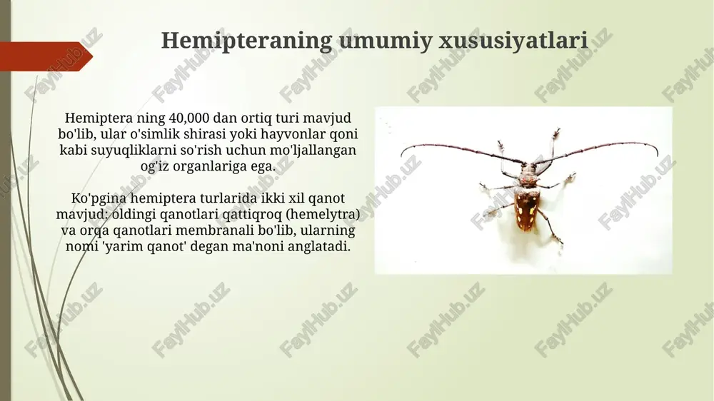 hashorotlar-qandalalarturkumi - Page 4