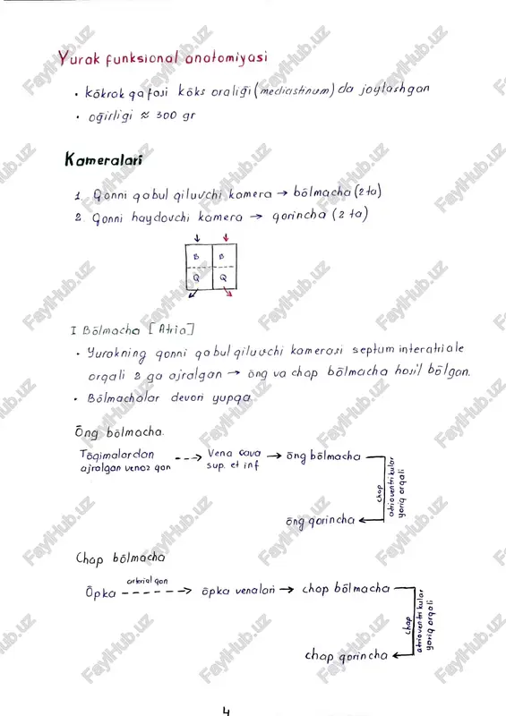 yurak funksional anatomiyos - Page 4