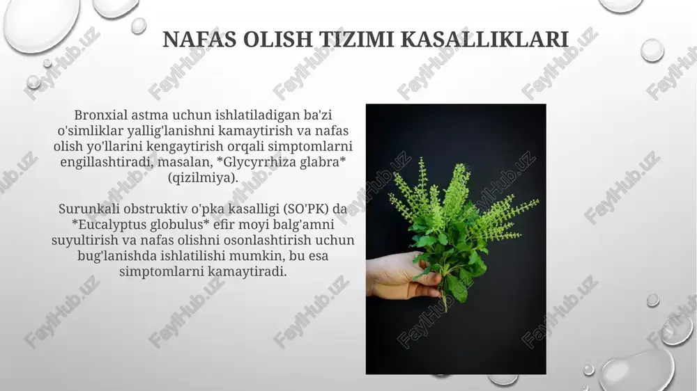 mliklar, masalan, sarimsoq piyoz, inulin kabi erimaydigan tolalarni o'z ichiga oladi, ular ichakdagi foydali bakteriyalar, jumladan bifidobacteria uchun ozuqa bo'lib xizmat qiladi. yerqalampir tarkibidagi prebiotiklar, xususan fruktooligosaxaridlar (fos), ichak mikrobiotasining muvozanatini yaxshilaydi va oshqozon-ichak tizimining sog'lig'ini mustahkamlaydi. ehtiyot choralari va yon ta'sirlari ba'zi o'simliklar allergik reaksiyalarga olib kelishi mumkin, ayniqsa sezgir odamlarda. dozani 50 mg dan oshirmaslik va terining kichik sohasida sinovdan o'tkazish kerak. homiladorlik va emizish davrida ayrim o'simliklardan foydalanish xavfli bo'lishi mumkin. masalan, 200 mg romashka abortga sabab bo'lishi mumkin. xulosa xulosa shuni ko'rsatadiki, 75% o'simliklardan foydalanish samaradorligi isbotlangan, qolgan 25% esa qo'shimcha tadqiqotlarni talab qiladi. oshqozon-ichak trakti uchun 5 dan ortiq dori o'simliklari aniqlandi, ular fermentlar ishlab chiqarishni 20% ga oshiradi va ovqat hazm qilishni yaxshilaydi. e'tiboringiz uchun rahmat image4.png image3.png image5.jpg image6.jpg image7.jpg image8.jpg image9.jpg image10.jpg image11.jpg image12.jpg image13.jpg image14.jpg image15.jpg image16.jpg image17.jpg image18.jpg image19.jpg image20.jpg image21.jpg image1.png