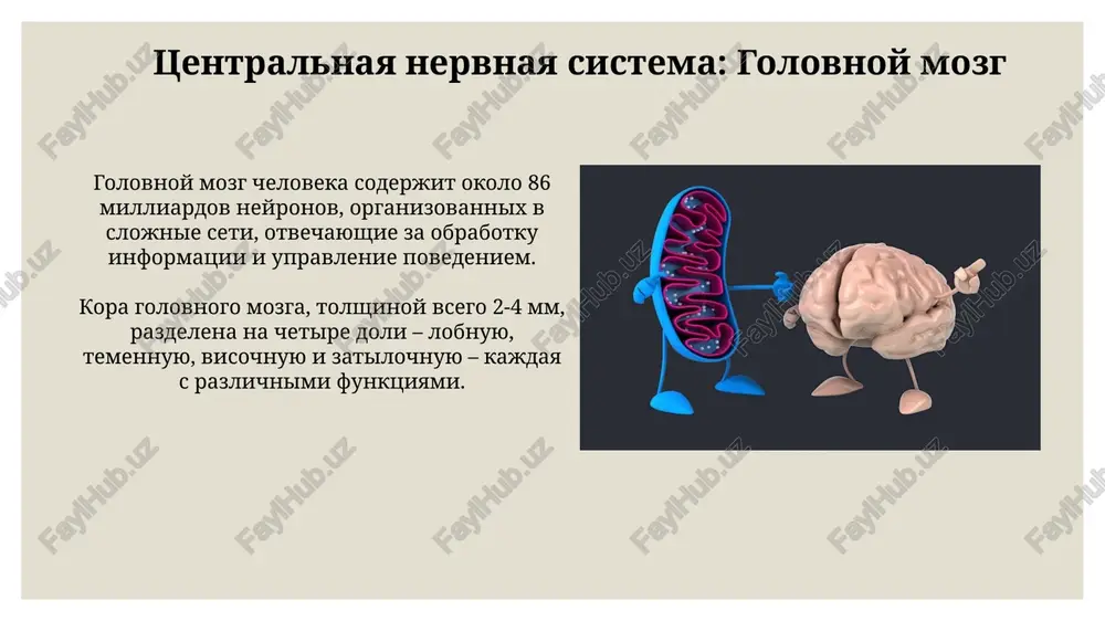nerv sistemasi va uning ichki tuzilishi - Page 4