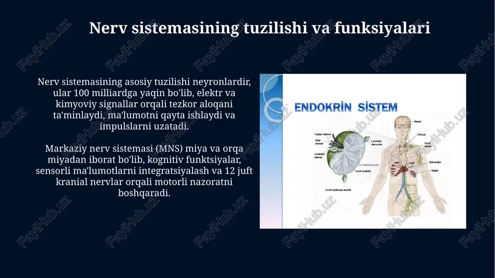 a'zolarining rivojlanishini, ikkilamchi jinsiy belgilarning paydo bo'lishini (masalan, soqol o'sishi) va mushaklarning massasini oshirishni ta'minlaydi, shuningdek, libidoni rag'batlantiradi. endokrin regulyatsiyaning mexanizmlari endokrin hujayralar gormonlarni qonga chiqaradi, u erda ular nishon hujayralarga etib boradi va retseptorlar bilan bog'lanib, fiziologik javoblarni keltirib chiqaradi. gormonlar turli xil kimyoviy tuzilishga ega, jumladan oqsillar (insulin), steroidlar (kortizol) va amin kislotalari hosilalari (tiroksin), ularning ta'sir mexanizmlarini aniqlaydi. nerv, humoral va endokrin regulyatsiyalarning o'zaro ta'siri asab tizimi gormonlar sekretsiyasini tez va to'g'ridan-to'g'ri boshqaradi, masalan, stress paytida adrenalinning ajralishi, bu esa yurak urishini daqiqasiga 120 martagacha oshiradi. gipotalamus asab va endokrin tizimlarini bog'lab, gipofizning faoliyatini nazorat qiladi, bu esa o'z navbatida qalqonsimon bez kabi boshqa endokrin bezlarning funksiyasiga ta'sir etadi. regulyatsiya buzilishlarining klinik ahamiyati qandli diabetning 1- va 2-turlari endokrin regulyatsiya buzilishining klinik ahamiyatiga misol bo'lib, insulin sekretsiyasi yoki ta'sirida nuqsonlar metabolik kasalliklarni keltirib chiqaradi. gipertireozda qalqonsimon bezning ortiqcha gormon ishlab chiqarishi metabolizmning tezlashuviga, yurak urishining tezlashuviga va …