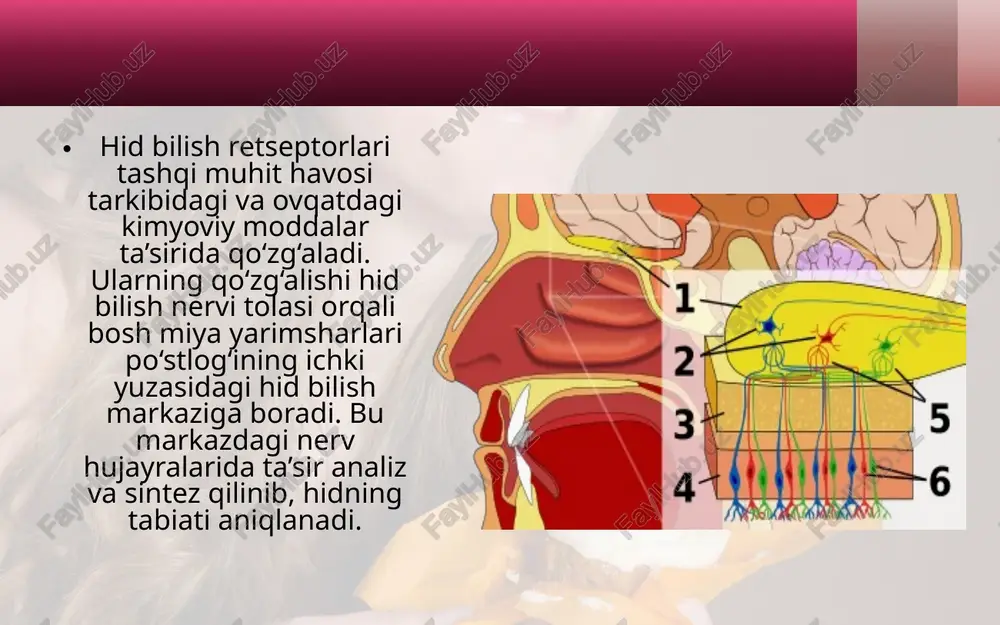hid bilish psixofiziologiyasi - Page 4