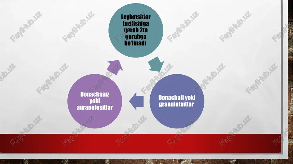 bajarish uchun mo'ljallangan. barcha bosqichlar va ularning 9 tagacha bo'lishi mumkin, suyak iligida sodir bo'ladi. istisno limfotsitlardir. to'liq "o'sish" uchun ular limfoid organlarda etuk bo'lishi kerak. leykotsitlar hosil bo'ladigan joylar leykotsitlar suyak iligida to'planadi va yallig'lanish jarayonida ular qon oqimiga kirib, patologik markazga etib boradi. maqsadlarini bajargandan so'ng, hujayralar o'ladi va suyak iligi yangilarini hosil qiladi. odatda, tananing barcha leykotsitlar zahiralarining faqat kichik bir qismi qon oqimida suzadi (2% gacha). yallig'lanish jarayonida barcha hujayralar uning lokalizatsiya joyiga shoshilishadi. bunday favqulodda to'lqinlar uchun neytrofillar zahiralari qon tomirlarining devorlarida joylashgan. aynan shu depo tananing yallig'lanishga tezda javob berishiga imkon beradi e’tiboringiz uchun rahmat image1.jpeg image4.jpeg image5.jpeg image6.jpeg image3.jpg /docprops/thumbnail.jpeg