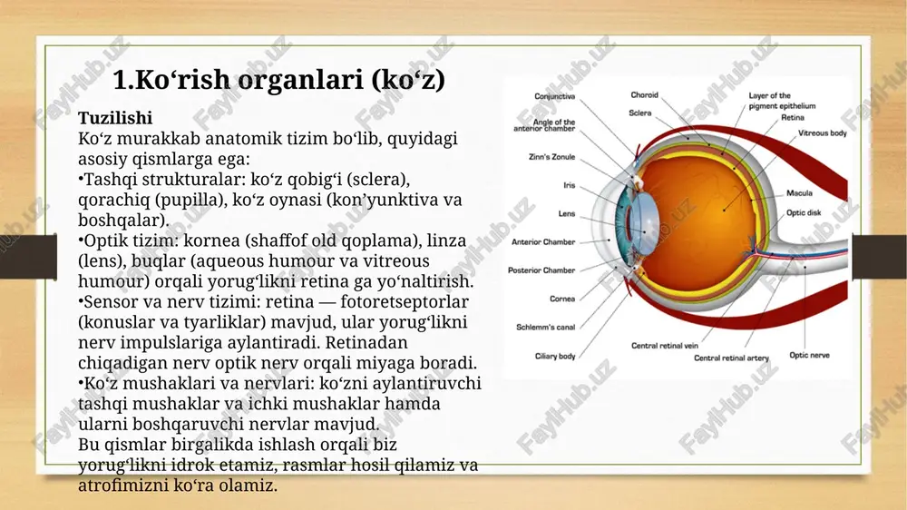 murakkab bo‘lim bo‘lib, bu yerda eshitish hamda muvozanatni saqlash (vestibulyar apparat) organlari joylashgan. eshitish jihatidan eng muhim qismi — spiral shaklidagi kokhlya (cochlea) va undagi “organi kor­ti” dir. ishlash mexanizmi quloqning eshitish jarayoni quyidagicha kechadi: tovush manbai harakatlanib, havoda to‘lqin — bosim o‘zgarishlari hosil qiladi. bu tovush tolqinlari tashqi quloq orqali quloq kanalidan o‘tib, timpanik membranaga (quloq pardasi) yetib boradi. pardaga kelgan tolqinlar uni vibratsiyaga tushiradi. pardadan o‘tgan vibratsiyalar o‘rta quloqdagi suyakchalarga — martek, kovuq, stapes orqali ichki quloqqa uzatiladi. bu uzatish ovoz energiyasini ichki quloq suyuqligiga moslashtiradi. ichki quloqda, kokhlya ichidagi suyuqlik (perilymfa va endolymfa) harakatga tushadi. bu harakat “organi kor­ti”dagi sochli hujayralarni stimulyatsiya qiladi. sochli hujayralar esa nerv impulslarini hosil qilib, bu impulslar orqali qo‘shni nerv (etoqil quloq nervi) orqali miyaga uzatiladi. miya bu impulslarni qayta ishlaydi va biz “tovush” deb anglaydigan sezuqni hosil qiladi. quloq kasalliklari va muammolar eshitish organlari sog‘lig‘i buzilganda, quyidagi muammolar paydo bo‘lishi mumkin: …