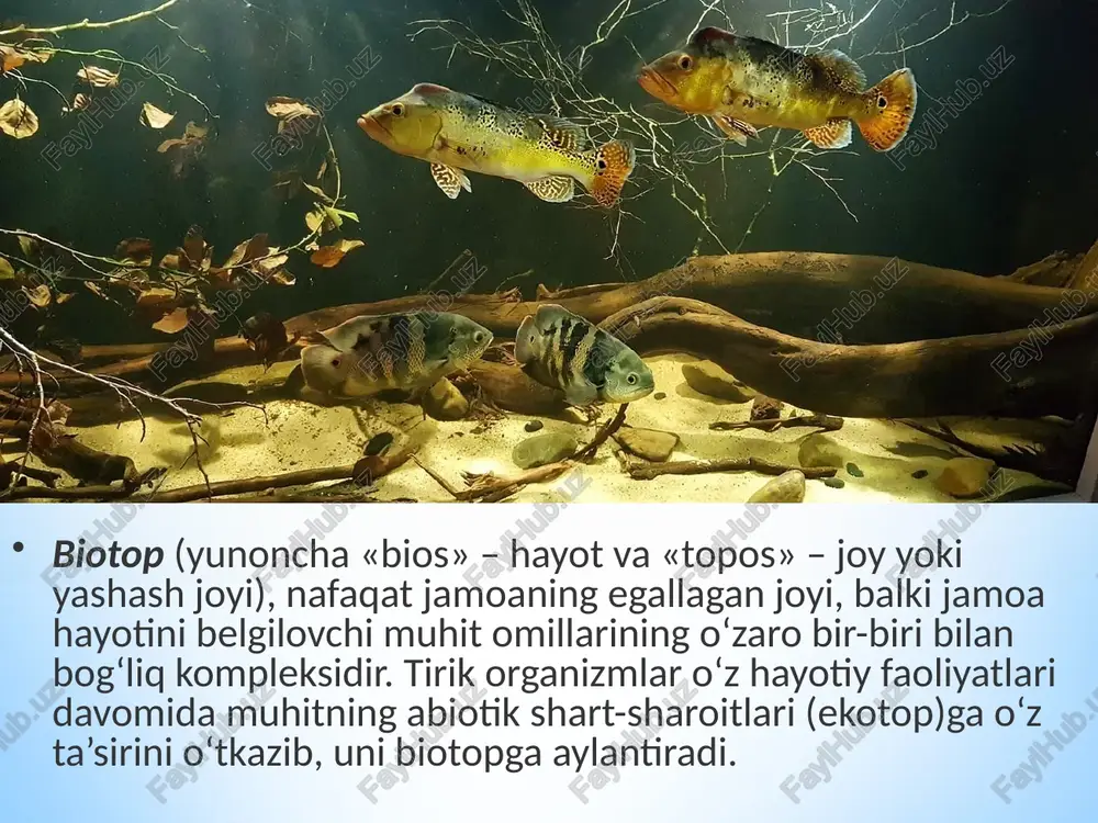 ekosistemalarning tarkibiy qismlari - Page 4