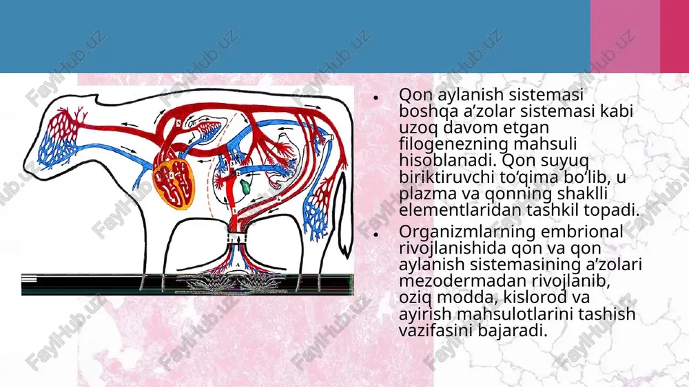 hayvonlarning qonaylanish organlari evolutsiyasi - Page 4