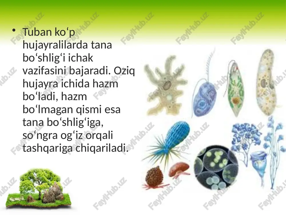 hayvonlarning hazm qilish organlari evolutsiyasi - Page 4