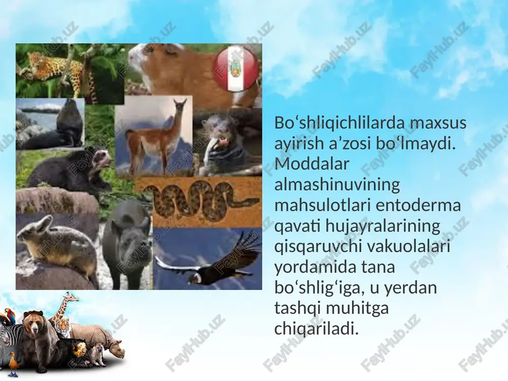 hayvonlarning ayirish va jinsiy organlari evolutsiyasi - Page 4