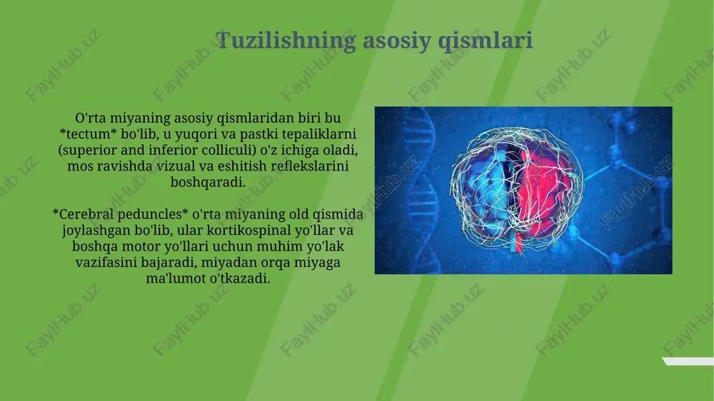 oraliq miya anatomiyasi - Page 4