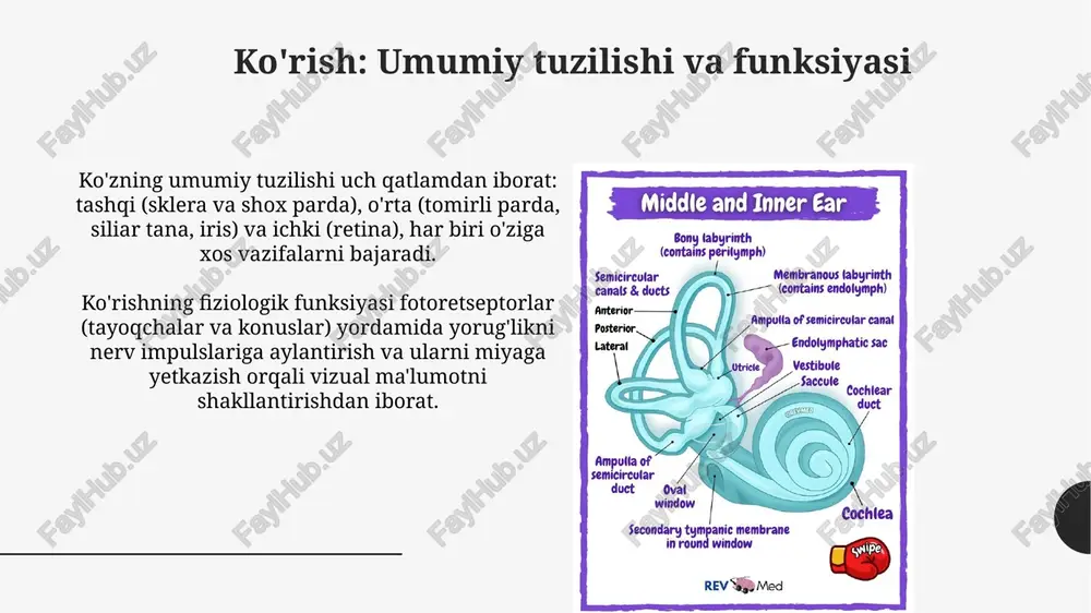 s tarkibida qon tomirlari, nerv tolalari va ter bezlari mavjud, shuningdek, kollagen va elastin tolalari bilan boyitilgan bo'lib, terining mustahkamligi va elastikligini ta'minlaydi. teri sezgirligi fiziologiyasi: tegish, harorat va og'riq teridagi mexanoretseptorlar, masalan, maysner tanachalari, yengil tegishga javob beradi va terining yuqori qatlamida joylashgan, tez adaptatsiyalanadi. ushbu tuzilmalar sezgirlikni oshiradi. notsiseptorlar og'riqni sezish uchun muhim, ularning ikki turi mavjud: a-delta tolalari tez, o'tkir og'riqni uzatadi, c tolalari esa sekin, doimiy og'riqni uzatishga ixtisoslashgan. xulosa xulosa, tadqiqot yoki tajriba natijalarini jamlaydi, asosiy topilmalar va ularning ahamiyatini ta'kidlaydi, 5-7 jumlada bayon etiladi. xulosa, o'rganilgan mavzu bo'yicha yakuniy fikrlarni shakllantiradi, kelajakdagi tadqiqotlar uchun yo'nalishlar beradi, 3-4 ta muhim nuqtani o'z ichiga oladi. e'tiboringiz uchun rahmat image1.png image2.jpg image3.jpg image4.jpg image5.jpg image6.jpg image7.jpg image8.jpg