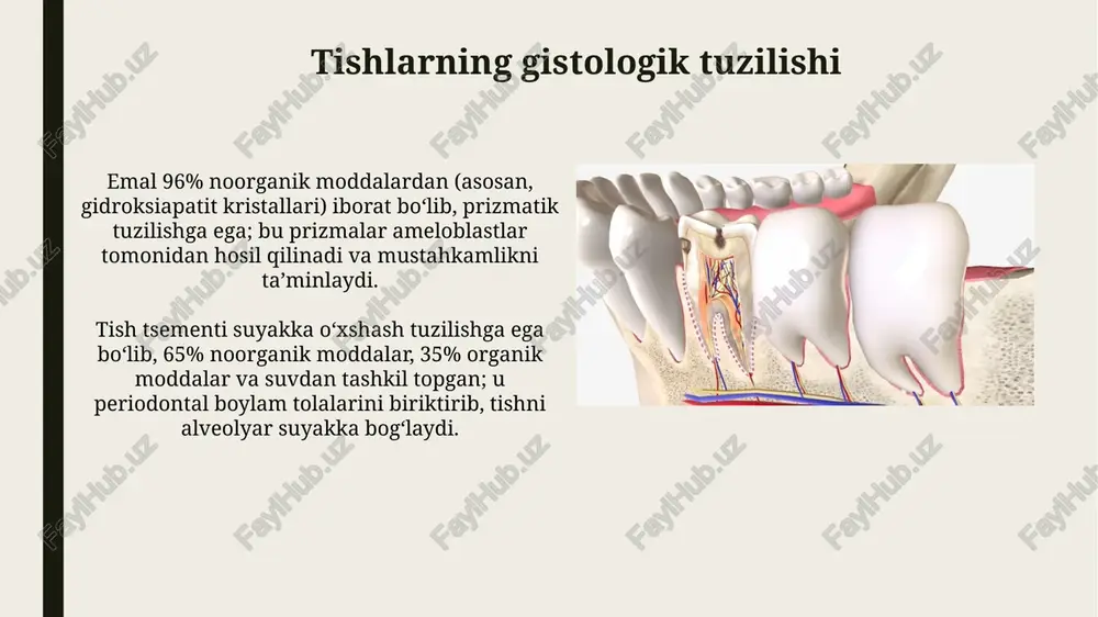 tishning anatomiya va gistalogiyasi - Page 4