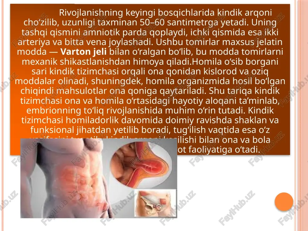 i yetkazib berish, shuningdek, chiqindi mahsulotlarni chiqarib tashlash kabi muhim fiziologik jarayonlarni boshqaradi.kindik tizimchasi nafaqat modda almashinuvini, balki gormonlar, immun moddalarning almashinuvi va homilaning himoya tizimini ham ta’minlaydi. u platsenta bilan birgalikda ona-homila tizimining markaziy elementi bo‘lib, bu ikki organizm o‘rtasida doimiy biologik muvozanatni saqlaydi. shu bois, kindik tizimchasining sog‘lom rivojlanishi homila hayoti va tug‘ilishdan keyingi normal rivojlanish uchun hal qiluvchi ahamiyatga ega. image2.jpeg image3.jpeg image4.jpeg image5.jpeg image6.jpeg image7.jpeg image8.jpeg image9.jpeg /docprops/thumbnail.jpeg