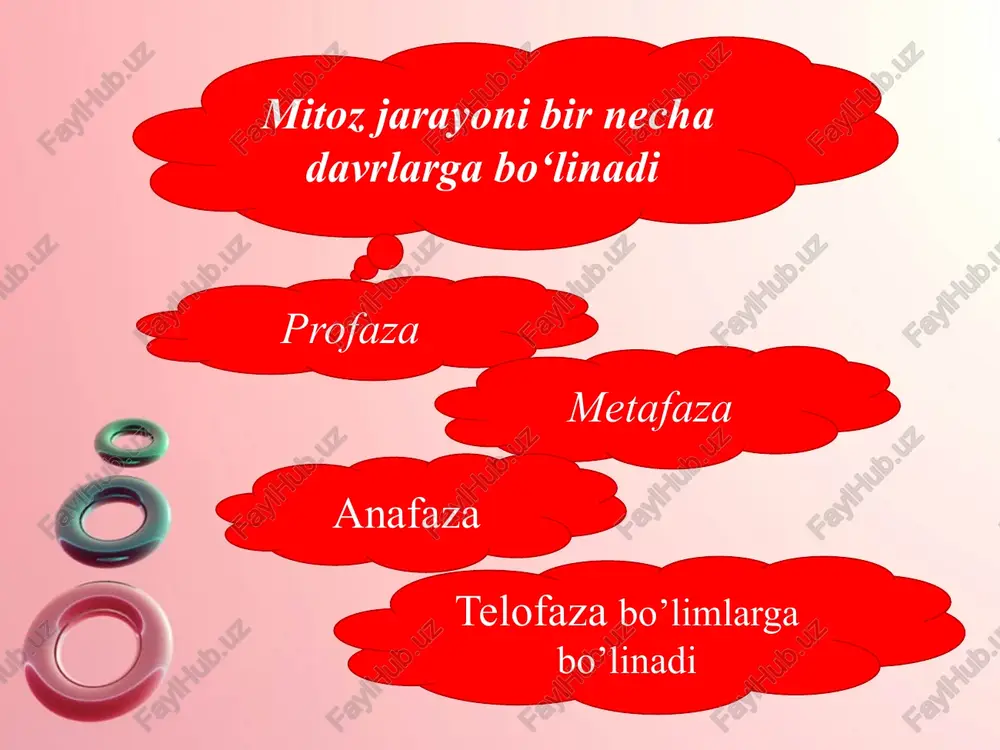 sitokinez, mitoz va meyoz - Page 4
