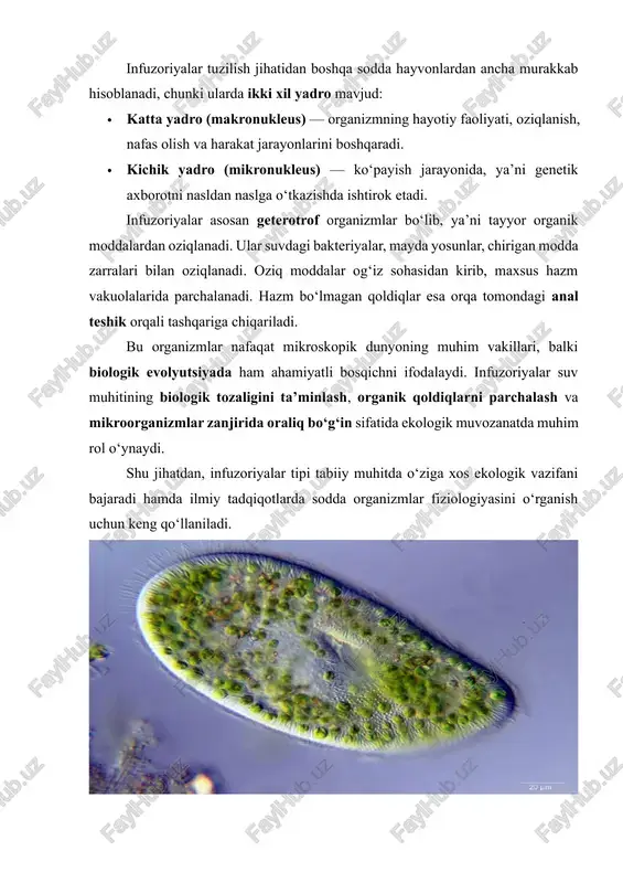 bo‘lib, bu qoplama ularning shaklini saqlaydi va tashqi muhitdan himoya qiladi. pelikula elastik bo‘lib, infuzoriyalarga ma’lum darajada shakl o‘zgartirish imkonini beradi. tana yuzasi bo‘ylab joylashgan kiprikchalar (silalar) infuzoriyaning asosiy harakat organi hisoblanadi. silalar nafaqat harakatlanish, balki oziq moddalarni og‘iz teshigiga yo‘naltirishda ham faol ishlaydi. tanada og‘iz teshigi (cytostome), hazm vakuolalari, kontraktil vakuolalar va anal teshik kabi maxsus organoidlar mavjud. hazm vakuolalari oziq moddalarni parchalaydi, kontraktil vakuolalar esa ichki suyuqlik va ionlar muvozanatini ta’minlaydi, bu esa infuzoriyaning hayotiy faoliyati uchun muhimdir. ichki tuzilishi va yadro tizimi infuzoriyalarda ikki turdagi yadro mavjud: makronukleus va mikronukleus. makronukleus metabolizm, harakat va oziqlanish jarayonlarini boshqaradi. mikronukleus esa jinsiy ko‘payish jarayonida genetik materialni uzatadi, ya’ni u genetik barqarorlikni ta’minlaydi. ichki organoidlar tarkibiga hazm vakuolalari, kontraktil vakuolalar, oziq moddalarni qabul qiluvchi va chiqaruvchi strukturalar kiradi. shu bilan birga, ba’zi infuzoriyalar ichida sezgi organoidlari ham rivojlangan bo‘lib, ular suvdagi kimyoviy moddalarga yoki yorug‘likka javob beradi. hayot tarzi va …