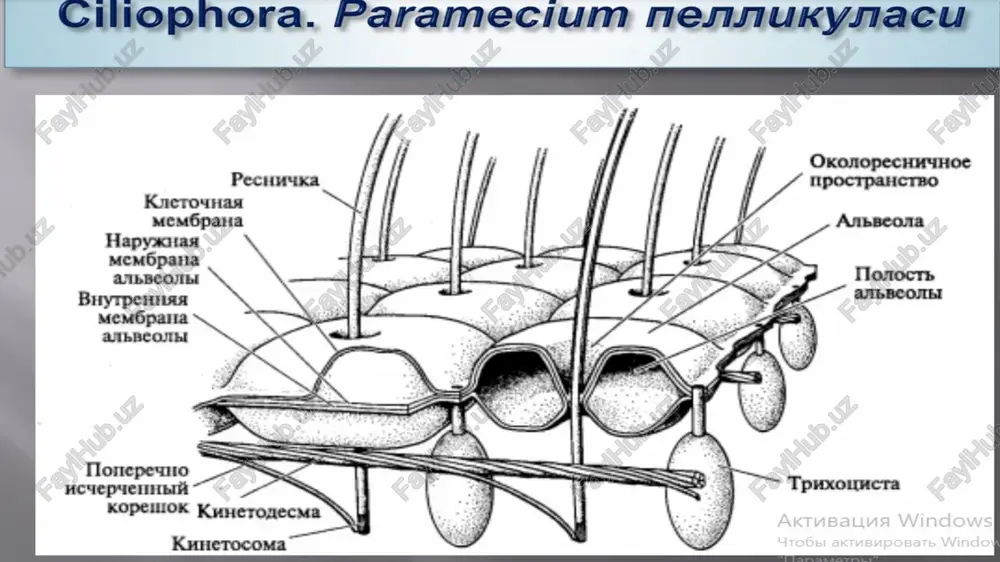 ari tuproqda hayot kechiradi. ular orasida parazitlik qilib yashovchi turlari ham bor. infuzoriyalarning 8000 dan ortiq tur bor. ular kiprikli infuzoriyalar va so’ruvchi infuzoriyalar sinflariga ajratilad kiprikning ko‘ndalang kesimini elektron mikroskopda ko‘rilganda uning markazida 2 ta chetlarida esa 9 ta qo‘sh bo‘lib joylashgan fibrillalar (tolachalar) borligini aniqlash mumkin. bir-biriga yaqin turgan kipriklar mo‘yqalamga o‘xshab yopishib sirri hosil kiladi. tufelkaning ovqat hazm qilish vakuolalari 1,5-2 daqiqada hosil bo‘lib turadi. eng sodda tuzilgan infuzoriyalarning (prorodon, holophrya avlodi) og’iz teshigi (sitostom) tanasining oldingi uchida joylashgan. ogiz atrofidagi kipriklar ixtisoslashmagan, tanadagi boshqa kipriklar bilan bir xilda bo’ladi. boshqa infuzoriyalarda og’iz teshigi tanasining yon tomoniga o’tadi va peristom deb ataluvchi maxsus ogiz oldi chuqurchasining tubida joylashgan bo’ladi. ogiz teshigi ektoplazma bilan endoplazma chegarasida joylashgan halqum va u orqali endoplazma bilan bog’langan. og’iz teshigi atrofidagi kipriklar ko’pincha bir-biri bilan yopishib, maxsus membranellalarni hosil qiladi. tufelkaning og’iz teshigi atrofida uch qator membranellalar joylashgan. membranellalar tebranib, oziqni og’iz …