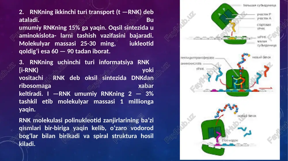 idrolizida if2 ishtirok etadi. ribosomaning translokatsiya jarayonida i —pnk va aa— t — rnk xarakati maqsadga muvofik xarakat qiladi. image2.png image4.jpeg image3.png image5.jpeg image6.jpeg image7.jpeg image8.jpeg image9.jpeg image10.jpeg /docprops/thumbnail.jpeg