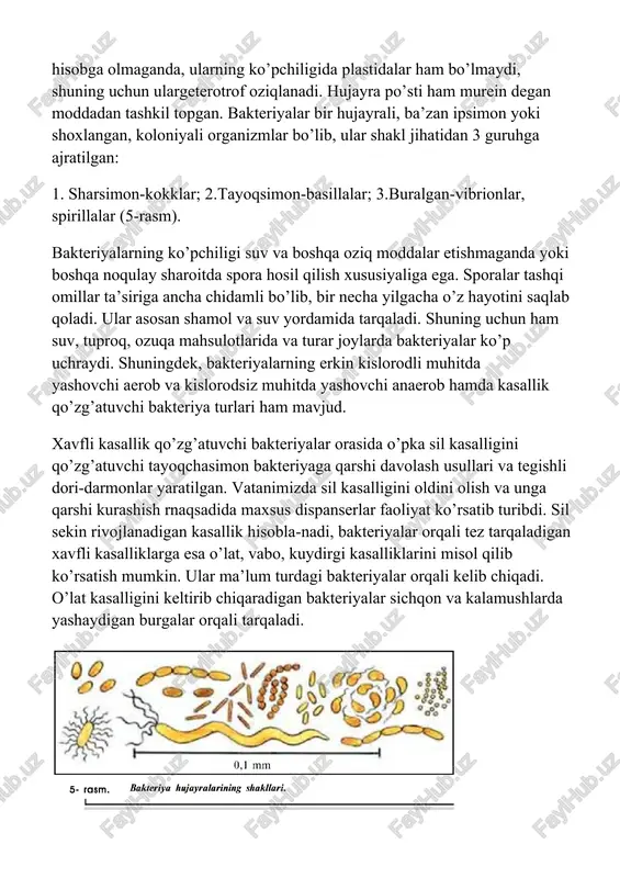 axsus dispanserlar faoliyat ko’rsatib turibdi. sil sekin rivojlanadigan kasallik hisobla-nadi, bakteriyalar orqali tez tarqaladigan xavfli kasalliklarga esa o’lat, vabo, kuydirgi kasalliklarini misol qilib ko’rsatish mumkin. ular ma’lum turdagi bakteriyalar orqali kelib chiqadi. o’lat kasalligini keltirib chiqaradigan bakteriyalar sichqon va kalamushlarda yashaydigan burgalar orqali tarqaladi. hozirgi davrda mamlakatimizda yuqumli kasalliklar xavfi bartaraf etilgan. suv va oziq-ovqat mahsulotlari doimo qafiy nazorat ostida, shuningdek, vodoprovod suvlari filtrdan o’tkaziladi. dizenfeksiya ishlari keng ko’lamda olib boriladi. bu borada sanitar epidemiologik stansiyalar faollik ko’rsatib kelmoqda. kasallik qo’zg’atuvchi bakteriyalarga qarshi kurash chora-tadbirlaridan biri oldindan emlash hisoblanadi. emlash orqali ichburug’, ko’kyo’tal, qoqshol kabi xavfli kasalliklarning oldi olinadi. bakteriyalar tabiatda va inson hayotida juda muhim rol o’ynaydi. ularning foydali va zararli tomonlari mavjud. foydali jihatlari – organik moddalarning parchalanishi, chirishi va achishini amalga oshiradi. turli achish jarayonlaridan amalda sut mahsulotlarini tayyorlashda, bodring va karamlarni konservalashda, yem-xashak o’simliklaridan silosbostirishda foydalaniladi. shuningdek, spirt va sirkalar olishda, tolalarni ajratishda ham bakteriyalarning turlari …