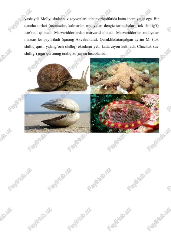 hqi, lichinkasi erkin suzib yuradigan veligir yoki gloxidiy. ayrim turlari tuxumlari va lichinkalarini jabralarida olib yuradi. 20000 ga yaqin turi bor, asosan, dengizlarda tarqalgan. chuchuk suvlarda sadafdorlar, marvariddorlar va baqachanoqlar tarqalgan. suv tubida yashaydi. suvni filtrlovchi detritofaglar, plantofaglar, baʼzi turlari yirtqich. baliqlar va dengiz hayvonlariga oziq boʻladi. ayrim turlari tosh yoki yogʻochni teshish xususiyatiga ega. bir qancha turlari kemalar korpusi va gidrotexnik qurilmalarga katta ziyon keltiradi. goʻshti uchun ovlanadi (midiyalar, ustritsalar). ayrim turlari (marvariddorlar) marvarid olish va goʻsht uchun boqiladi. baʼzi ikki pallalilar suv qushlari parazitlarining oraliq xoʻjayini hisoblanadi. baqachanoqning lichinkasi chuchuk suv baliklari terisida parazitlik qiladi. oʻzbekiston suv hav-zalarida ikki pallalilar mollyuskalarning 52 turi tarqalgan, jumladan, 5 turi endemik boʻlib, oʻzbekiston qizil kitobiga kiritilgan. ikki pallaliylar (bivalvia) — bu malyuskalar turkumiga mansub, asosan suv muhitida yashovchi bir guruh hayvonlar bo‘lib, ularning tanasi yonma-yon simmetrik qobiq bilan qoplangan. qobiqning ikki pallasi bir-biriga bog‘langan bo‘lib, ularni ochish va yopish uchun maxsus …