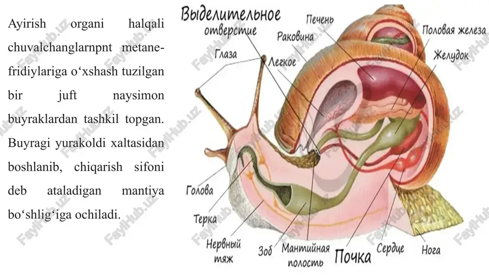 li epiteliy bilan qoplangan. jabra plastinkalariga vena qoni kelib turadi. bu qon jabra yaproqchalariga uglerod gazini chiqarib, kislorod bilan boyiydi va jabradan chiqib ketadigan qon tomirlariga o‘tadi. epiteliy kiprikchalarining harakatlanishi tufayli jabra orqali doimo suv o‘tib turadi qon aylanish sistemasi. yuragi tanasining keyingi qismida ichakning ustida joylashgan bo‘lib, markaziy qorincha va ikkita yon bo’lmachadan tuzilgan. qon yurak bo‘lmachalaridan klapanli bir yoki ikki juft teshiklar orqali qorinchaga tushadi. qorinchaning keyingi uchi berk, oldingi uchidan keng aorta tomiri boshlanadi. aortadan organlarga arteriyalar chiqadi. arteriyalardagi qon organlar hamda to‘qimalar orasida joylashgan lakunlarga kelib quyiladi. lakunlarda qon kislorodni to‘qimalarga berib, yon tomonda joylashgan jabralarga yetib boradi. qon tomirlari jabralarga kelib, juda ko‘p kapillyarlarga tarmoqlanadi. har qaysi jabradan qon dastlab vena, so‘ngra esa ikkita yirik qon tomiriga tushadi. bu tomir orqali qon yana yurakka kelib quyiladi. shunday qilib, qalqondorlar qon aylanish sistemasi tutash bo‘lmaydi. ayirish organlari. ichakning ikki yonida bukilgan bittadan naychalar joylashgan. naychalaming tanaga …