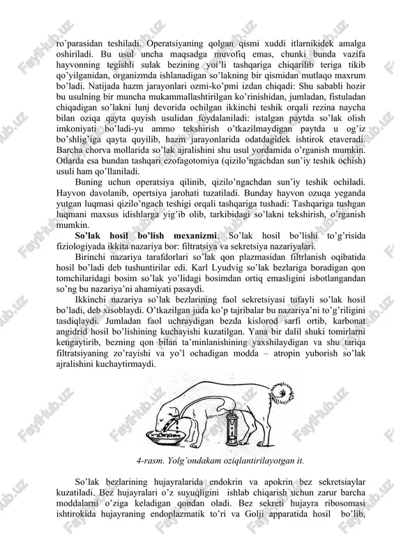 mozlaydi, lekin uni parchalamaydi va bu fermentning faoliyat ko’rsatishi uchun eng qulay muhit ph- 6,7 dir. 20 yoshdan boshlab odamlar so’lagida ushbu fermentning kamaya borishi kuzatiladi. so’lak tarkibida katta miqdorda ishqorlarning saqlanishi, so’lak hosil bo’lishida ularning qondan ajralishi qon reaksiyasining nisbatan doimiyligini ta’minlashga yordam beradi. bundan tashqari so’lak tarkibidagi ishqorlar me’da shirasining ortiqcha kislotaligini pasaytiradi. so’lak ajralishi so’lakni asosan uch juft –quloq oldi, til osti va jag’ osti so’lak bezlaridan ishlab chiqaradi. bulardan tashqari, so’lak hosil bo’lishida og’iz devorida, til ildizida, tomoqda joylashgan mayda qo’shimcha bezchalar va ayrim qadoqsimon hujayralar ham ishtirok etadi. mayda qo’shimcha bezchalarning bir qismi tarkibida oqsil saqlovchi suvsimon suyuqliklar ajratsa, aksariyati shilimshiq ajratadi. asosiy so’lak bezlarining hujayra tuzilishi bir xil emas, binobarin ajratgan suyuqliklari ham bir-biridan ma’lum darajada tafovut qiladi. jumladan, quloq oldi so’lak bezi doim seroz hujayralardan tuzilgan bo’lsa, jag’ osti va til osti so’lak bezlari seroz va shilliq hujayralardan tashkil topgandir. shu tufayli quloq …