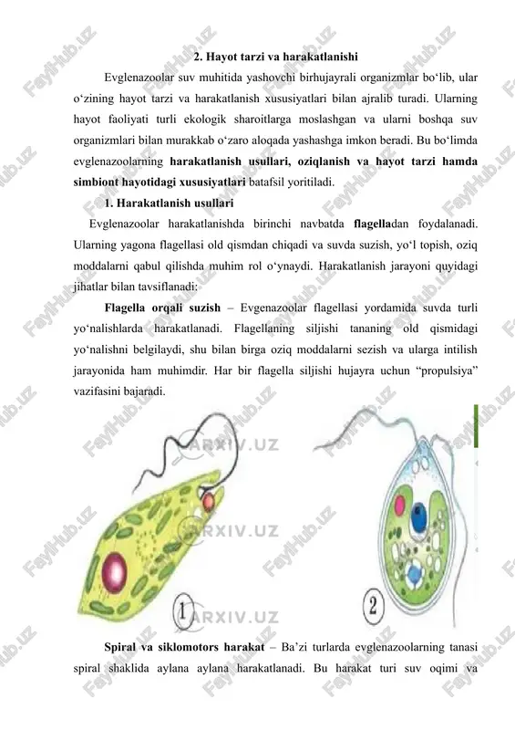 i xususiyatlar ba’zi evglenazoolar boshqa organizmlar bilan simbiont munosabatda yashaydi, bu ularning hayot tarzi va harakatlanishiga sezilarli ta’sir ko‘rsatadi: tanasi va organellarning moslashuvi – simbiont shakllarda flagella va vakuolalar faoliyati mezbon ichidagi sharoitga moslashgan. bu ularni suv muhitida erkin harakat qilmasdan, mezbon ichida oziq moddalarni olishga imkon beradi. fotosintez faoliyatining o‘zgarishi – ba’zi simbiont turlarda plastidlar soni kamayadi yoki faoliyati cheklanadi, chunki asosiy oziqlanish mezbon orqali olinadi. shu tarzda evglenazoolar energiya sarfini optimallashtiradi. harakatning cheklanishi va xavfsizlik – simbiont hayotda evglenazoolar ko‘pincha kam harakat qiladi. bu ularga xavfsiz yashash va energiyani tejash imkonini beradi, shu bilan birga mezbon bilan o‘zaro foydali aloqani saqlaydi. 3. ko‘payishi evglenazoolarning ko‘payish xususiyatlari ularning hayot faoliyati va ekologik moslashuvini tushunishda muhim ahamiyatga ega. bu organizmlar asosan vegetativ (binar bo‘linish) yo‘l bilan ko‘payadi, ba’zi holatlarda jinsiy ko‘payish shakllari ham kuzatiladi. shu bo‘limda ko‘payish jarayoni uch asosiy jihat bilan batafsil yoritiladi: 1. vegetativ ko‘payish evglenazoolarning asosiy ko‘payish …