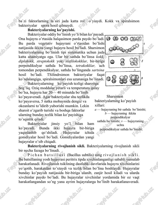 adi. agar bakteriyalar shu tezlikda ko’payaversa, 5 sutka mobaynida dengiz va okeanlarni to’ldirib yuborishi mumkin. lekin sharoit o’zgarib turishi va boshqa faktorlar ularning bunday tezlik bilan ko’payishiga to’sqinlik qiladi. bakteriyalar jinsiy yo’l bilan ham ko’payadi. bunda ikki hujayra bir-biriga yaqinlashib qo’shiladi. hujayralar ichida gonidiyalar hosil bo’ladi. gonidiyalardan yangi hujayralar o’sib chiqadi. bakteriyalarning rivojlanish sikli. bakteriyalarning rivojlanish sikli bir necha fazaga bo’linadi. pichan batsillasi (bacillus subtilis) ning rivojlanish sikli. bu batsillaning yosh hujayrasi peritrix tipda xivchinlanganligi sababli yumalab harakatlanadi. rivojlanish tsiklining dastlabki davrlarida hujayra xivchinlarini yo’qotib, harakatdan to’xtaydi va tezlik bilan bo’lina boshlaydi. hujayralar bunday ko’payish natijasida bir-biriga ulanib, zanjir hosil kiladi va ularda xivchinlar paydo bo’ladi. bu hujayralar xivchinlar yordamida bir oz vaqt harakatlangandan so’ng yana ayrim hujayralarga bo’linib harakatlanaveradi. bu protsess ko’p marta takrorlangandan so’ng hujayra ichida spora hosil bo’ladi. spora hosil qilgan vegetativ hujayra pichan batsillasi (bacillus subtilis) ning rivojlanish tsikli (sxema). a— harakatchan hujayra; v — xivchinini …