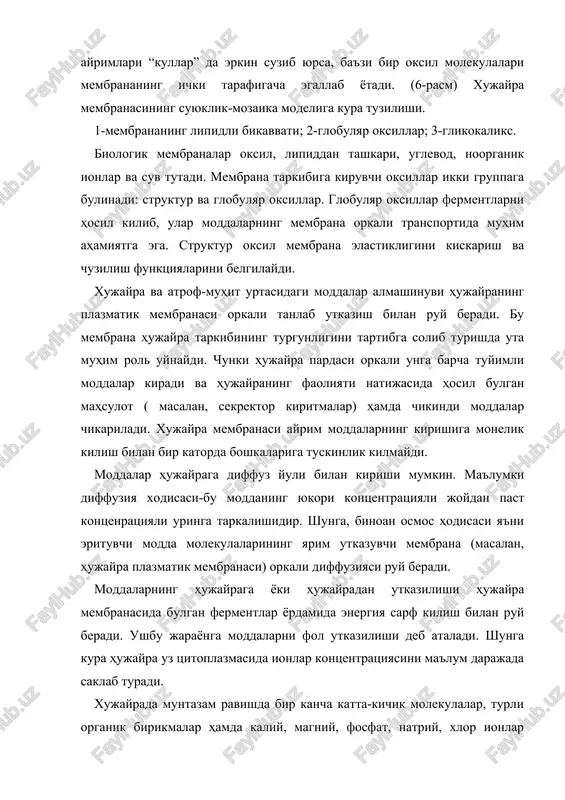 zm hujayrada na+ yigilib hujayraning bosimini ortib ketishidan va pirovardida, hujayrani nobud bulish (shishib, yorilib ketish) dan asraydi. modomiki, natriy ioni hujayraga diffuz yuli bilan kirib, unda kontsentratsiyasini oshirsa, hujayraning plazmatik membranasidagi fermentlar hamda energiya sarfi (ionlarni faol tashkariga chikarish) bilan shu ion kontsentratsiyasining hujayradagi turgunligini ta'minlaydi. ionning hujayraga kirishi va chikarilishi mutanosibligidagi uzgarish hujayra membranasining funktsional holatini uzgartiradi (nerv hujayralaridagi kuzgalish impulsini ayrim hujayralarda sekretsiya jarayonini yuzaga keltiradi) hamda hujayra ichi va uni uragan muhitdagi boshka ionlarning holatigi ta'sir etadi. shu “nasos” ning mavjudligi usimlik hujayralarining tarangli-bosimini yuzaga keltiradi va usimliklarning yashash sharoitiga karab, uning sulib kolish va kayta oldingi holatga kaytishini ta'minlaydi. xujayralarga turli ionlarning kirishi va chikishi yukorida bayon etilgan “nasos” jarayoni orkali yuz bersa, ayrim organik moddalar (glyukoza) ning kirib chikishi esa faol utkazish jarayoni bilan amalga oshadi. agar hujayrada organik molekula kam bulsa, u modda diffuziya yuli bilan hujayraga kirishni davom ettiradi. xujayrada shu moddaning …