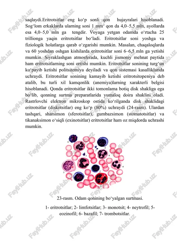 uvlar bo‘ladi. plazmaning muhiti (ph) neytral bo‘lib, fiziologik sharoitlarda 7,37–7,45 ga teng. uning doimiyligi bufer sistemalar tufayli saqlanadi.qonning shaklli elementlari. qon shaklli elementlari qatoriga qizil qon tanachalari – eritrotsitlar, oq qon tanachalari – leykotsitlar va qon plasginkalari – trombotsitlar kiradi (23-rasm). eritrotsitlar. odamda va boshqa sut emizuvchi hayvonlarda eritrotsitlar yuqori darajada differensiallashgan elementlar bo‘lib, ularda yadro va hujayra organoidlari bo‘lmaydi. tuban umurtqalilar va qushlarda eritrotsitlar zichlashgan yadro va mikronaychalar saqlaydi.eritrotsitlar eng ko‘p sonli qon hujayralari hisoblanadi. sog‘lom erkaklarda ularning soni 1 mm2 qon da 4,0–5,5 mln, ayollarda esa 4,0–5,0 mln ga tengdir. voyaga yetgan odamda o‘rtacha 25 trillionga yaqin eritrotsitlar bo‘ladi. eritrotsitlar soni yoshga va fiziologik holatlarga qarab o‘zgarishi mumkin. masalan, chaqaloqlarda va 60 yoshdan oshgan kishilarda eritrotsitlar soni 6–6,5 mln ga yetishi mumkin. siyraklashgan atmosferada, kuchli jismoniy mehnat paytida ham eritrotsitlarning soni ortishi mumkin. eritrotsitlar sonining turg‘un ko‘payib ketishi politsitemiya deyiladi va qon sistemasi kasalliklarida uchraydi. eritrotsitlar sonining kamayib …