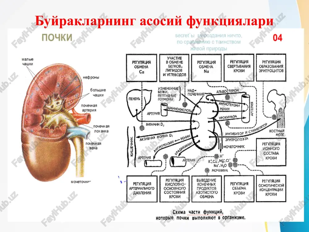 k shishlar asosan yuzda (qovoqlarda) kuzatiladi. kam miqdorda boldir va bel soxasida bo'lishi mumkin. asosan ertalab yaqqol namoyon bo'ladi. - massiv proteinuriyada bo'shliqlarda shish kuzatiladi: astsit, anosarka. gn da shishlar turli darajada bo'ladi. yuzdagi qisman shishdan to anosarkagacha bo'lishi mumkin. 2. arterial gipertoniya (u 50-80%) - ravnomernoe povishenie sistolicheskogo i diastolicheskogo ad bolee chem na 15-20 mm.rt.st. - za schet etogo izmeneniya glaznogo dna: sujenie ven, arteriy, giperemiya i otek soska zritelnogo nerva, krovoizliyaniya. arterialnaya gipertoniya chashe kratkovremennaya na period oligurii. 3. siydik sindromi - gematuriya: mikro - er. 20 – 25 v pole zreniya, mocha tsveta myasnix pomoev - proteinuriya po stepeni virajennosti nebolshaya - do 1 g/l umerennaya – 1-3 g/l massivnaya > 3 g/l po xarakteru selektivnaya – albuminuriya neselektivnaya – v moche -globulini - tsilindruriya: gialinovie, zernistie klinikasi o'gn kechishida quyidagi davrlar ajratiladi: boshlang'ich belgilar ko'rinishi (4 xaftagacha) jarayonning ortga qaytishi (2-4 oy) kliniko-laborator remissiya. klinikasi …