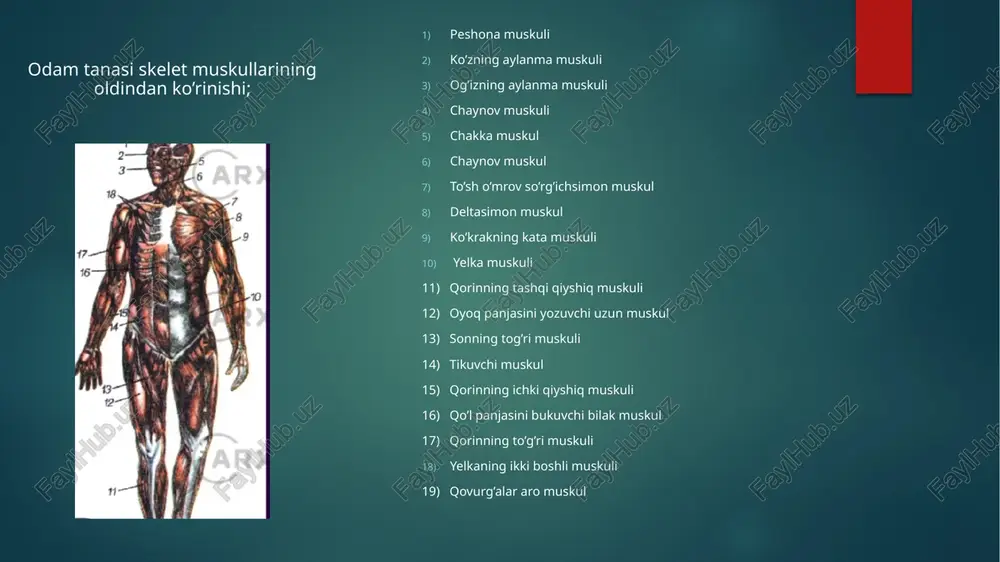 skelet mushaklarining tuzilishi va funksiyalari - Page 4
